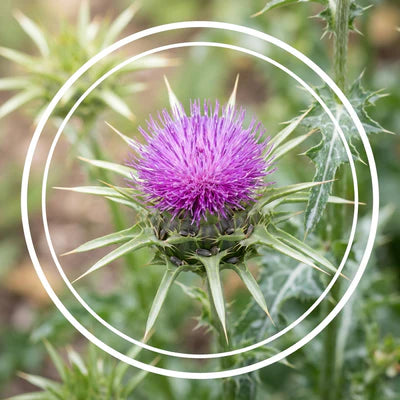 MILK THISTLE EXTRACT
