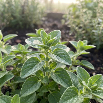 OREGANO EXTRACT
