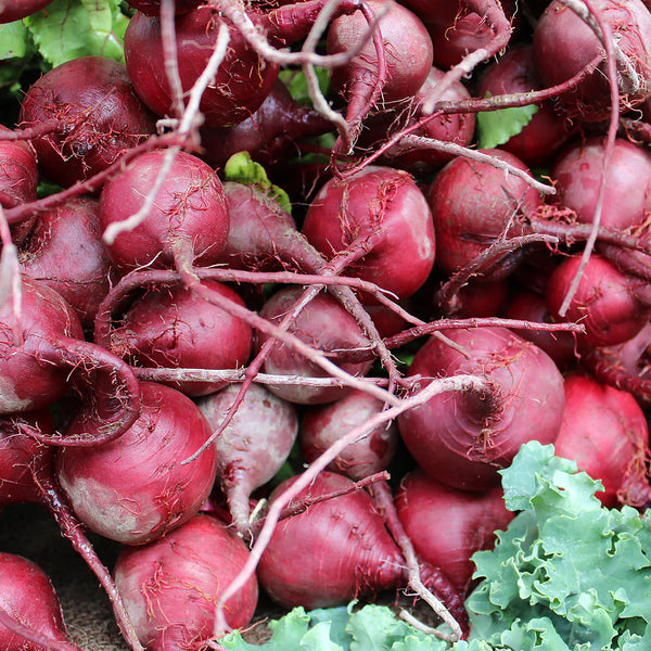 BEET ROOT EXTRACT