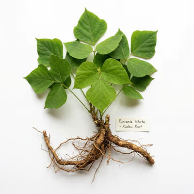 PUERARIA EXTRACT